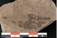 Foto (Detailansicht) von Podocarpus praecupressina Ettingshausen (NHMW-GEO-2024-0188-10350)